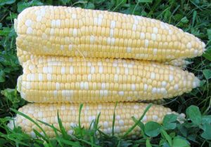 shucked ears of sweet corn
