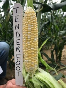Ear of sweet corn: Tenderfoot variety