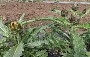 the plant of Colorado Star artichoke with leaves and flowers