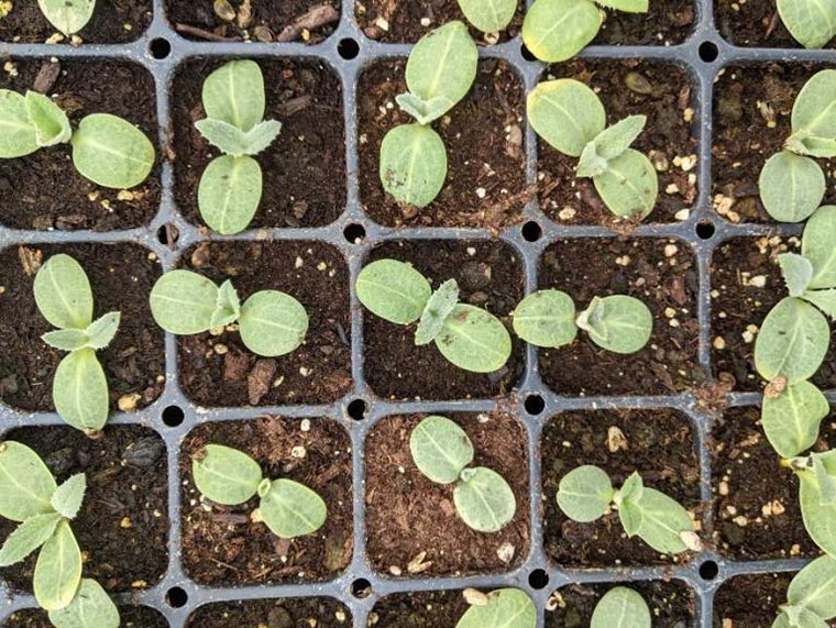 thinned artichoke seedlings 3 weeks after seeding