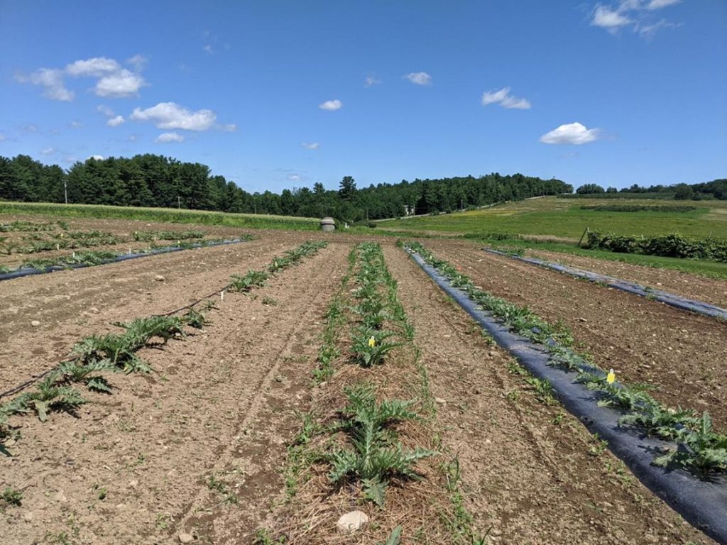 Artichokes 65 days after transplanting.  Progression across the width of photo: bare ground, straw, and black plastic main plots.