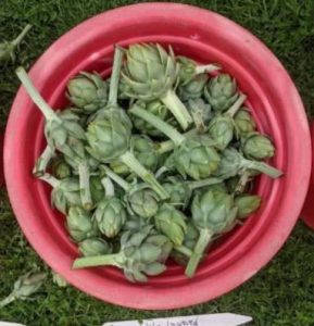 Green Globe artichoke bracts harvested and gathered into a plastic bowl