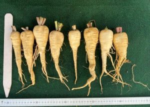 Albion parsnips lined up and measured with rulers, height and width