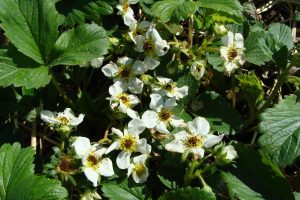 Browned strawberry blossoms due to frost injury