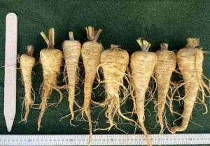 Harris model parsnips lined up and measured with rulers, height and width