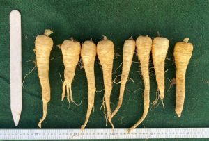 Panorama parsnips lined up and measured with rulers, height and width