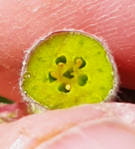 Apple fruitlet with poor seed set.