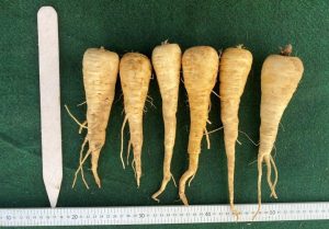 TZ-5152 parsnips lined up and measured with rulers, height and width