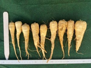 TZ-7508 parsnips lined up and measured with rulers, height and width