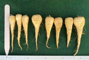 Gladiator parsnips lined up and measured with rulers, height and width