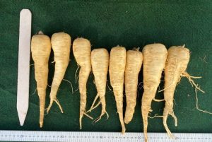 Viking parsnips lined up and measured with rulers, height and width