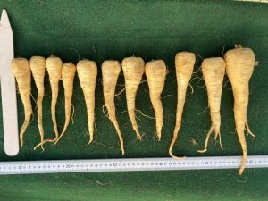 Warrior parsnips lined up and measured with rulers, height and width