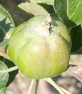 close up of an apple fruitlet on tree with freeze damage