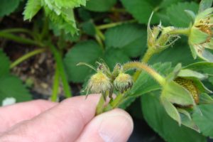 Close up of clipped buds on strawberry plant