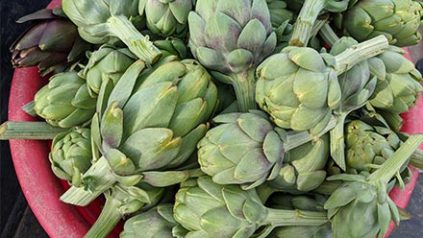 artichoke photo for landing page image link for resources by crop