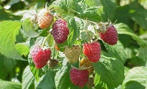 raspberries ripening on the cane