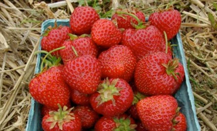 Time to Mulch Your Strawberries - Cooperative Extension at Highmoor Farm -  University of Maine Cooperative Extension