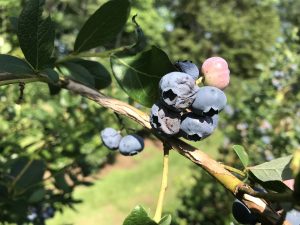 Blueberries with orange dots which is anthracnose mold spores