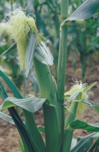 Aphids on the corn silk and husk of plant