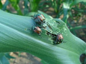 Japanese beetles eating holes in corn leaves