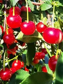 Carmine Jewel sour cherries