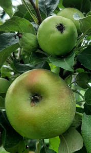 Honeycrisp apples ripening on a tree.