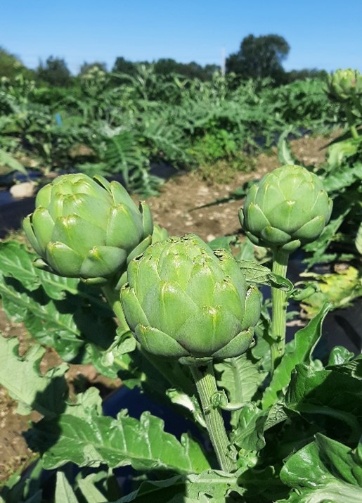 https://extension.umaine.edu/highmoor/wp-content/uploads/sites/48/2023/09/Artichokes.jpg