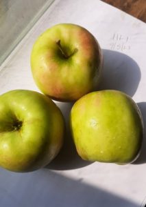 New apple variety bred at Highmoor Farm.