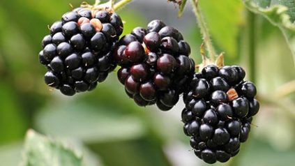blackberries growing on a bush in a garden