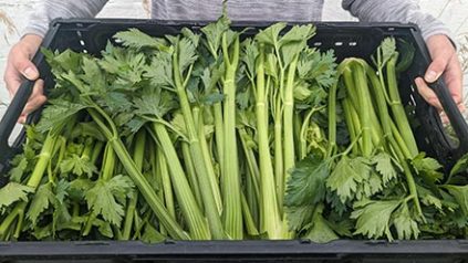 a person holding a crate full of celery