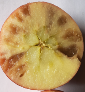 Cross cut of apple showing internal browning due to frost damage.