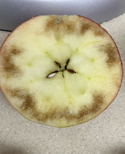 cross section of apple showing internal browning due to frost.