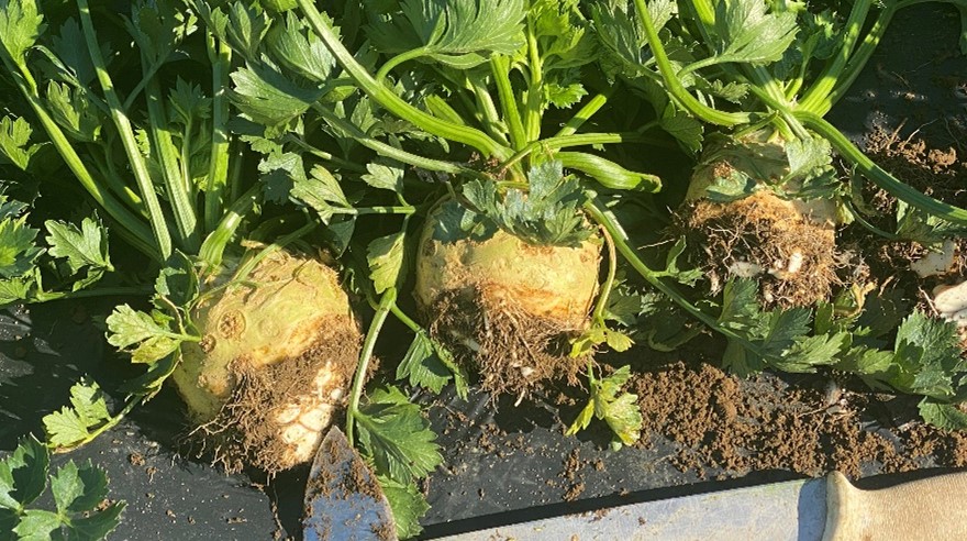Balena celeriac harvested and laying in a row
