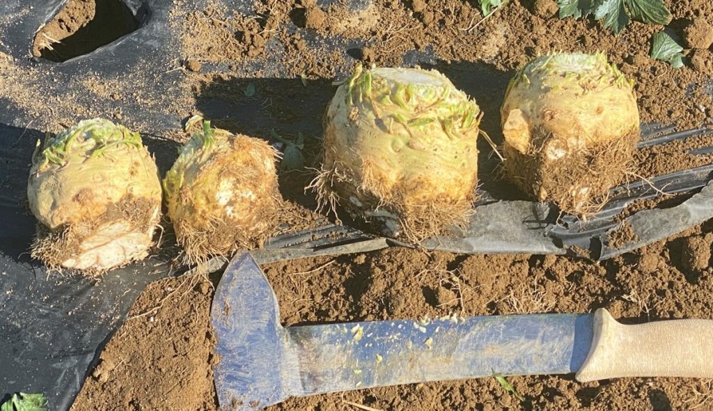 Harvested Brilliant celeriac laying in a row