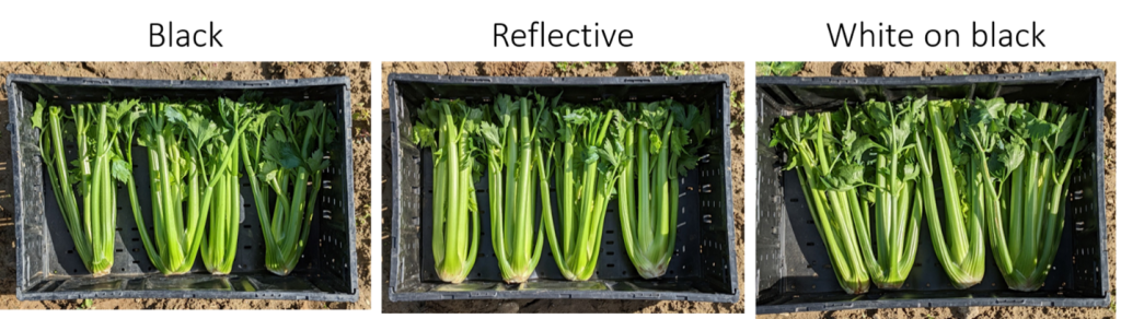 Crates holding bunches of celery grown using different mulches
