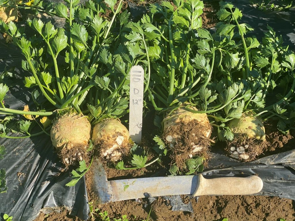 Harvest Diamant celeriac laid out to show sizing