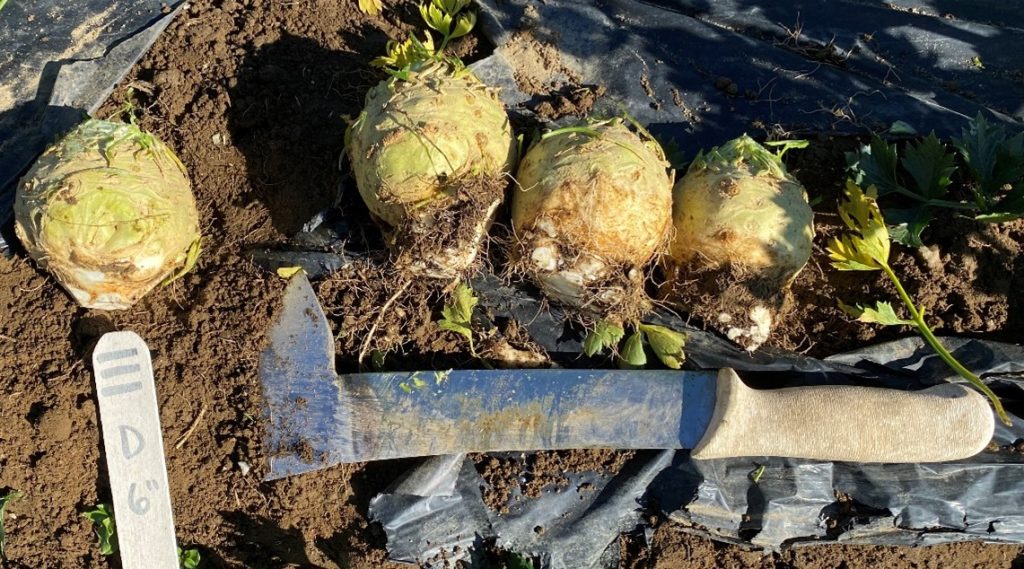 Harvested Diamant celeriac laying on top of row to show sizing