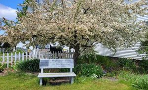 a granite bench, with an inscription about the farm,under an apple tree in the front yard of Highmoor Farm