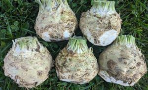 image of celeriac for Resources by Crop tile on landing page
