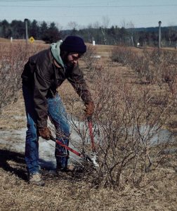 Pruning blueberry bush in early spring.