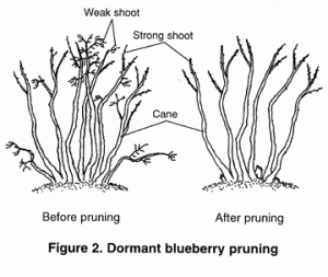 Graphic of blueberry bush before and after pruning to show proper cane selection.