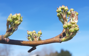 Close up of Asian Pear buds at Highmoor Farm.