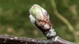 Close up of apple bud showing Green Tip.