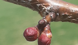 Close up of apricot bud showing red bud.