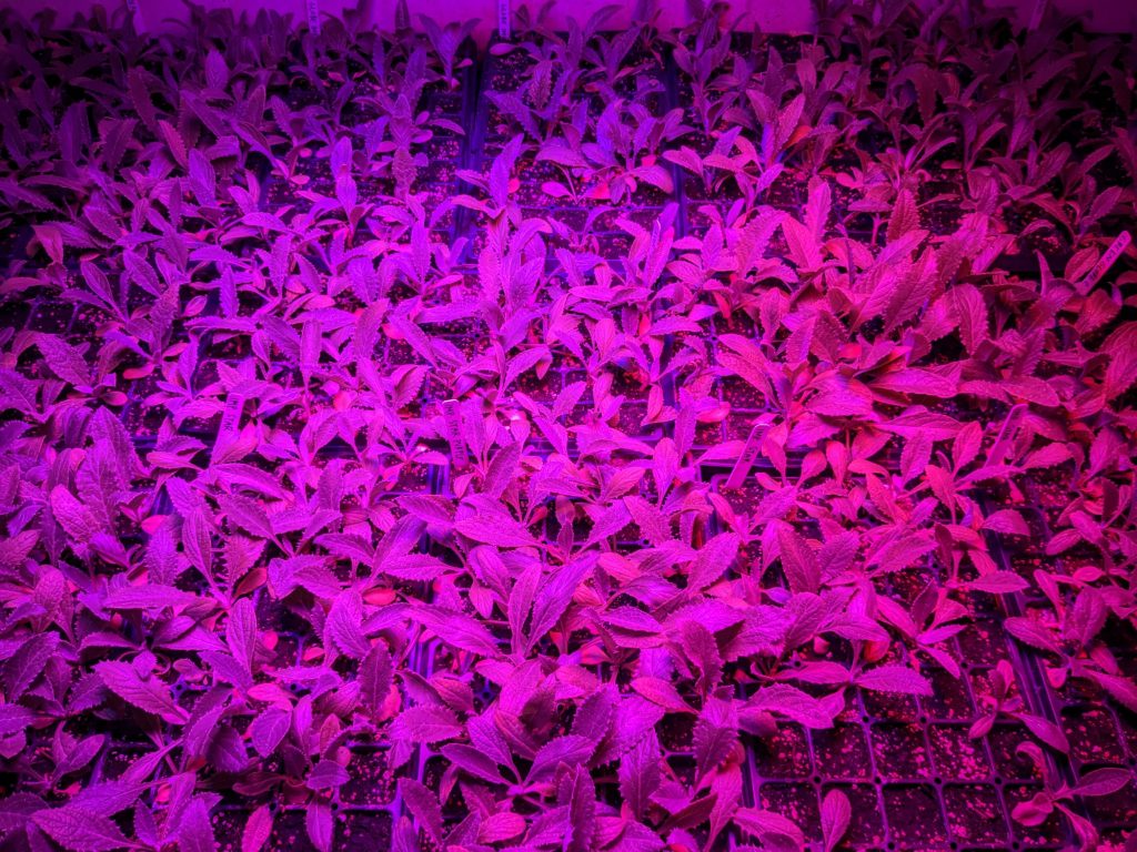 Overview of artichoke seedlings in a cooler with full spectrum lighting, making them look purple.