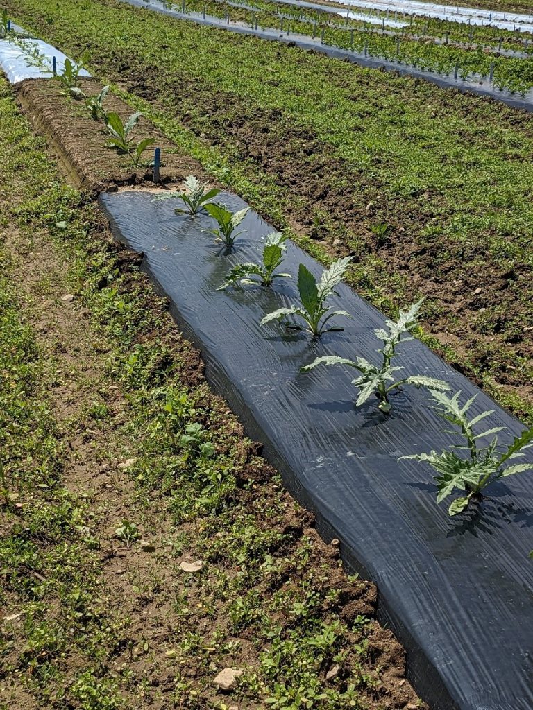 Row of artichoke plants growing on a bed of various mulch types and bare ground.