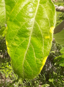 Close up of leaf showing white edges because of a streptomycin application.