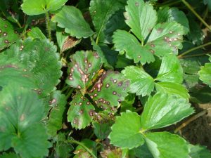 Close up of strawberry leaves showing a fungal Leaf Spot.