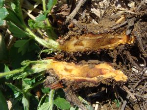 Strawberry root cut in half to show brown winter injury.