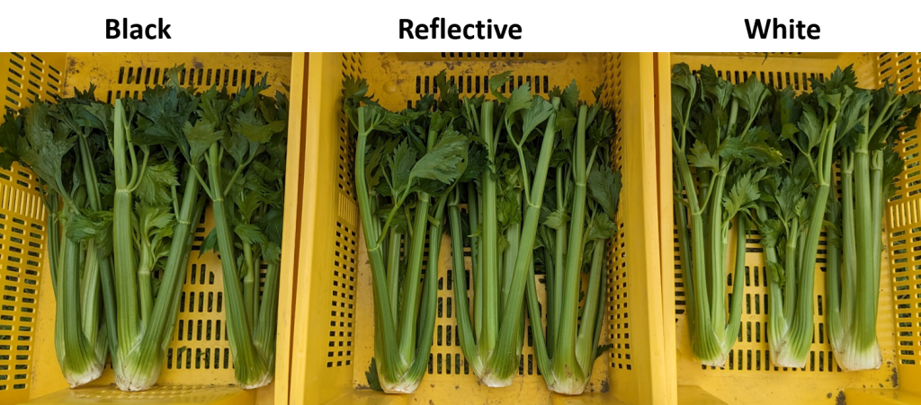 Bins of celery stalks showing grown on black, reflective or white mulch.